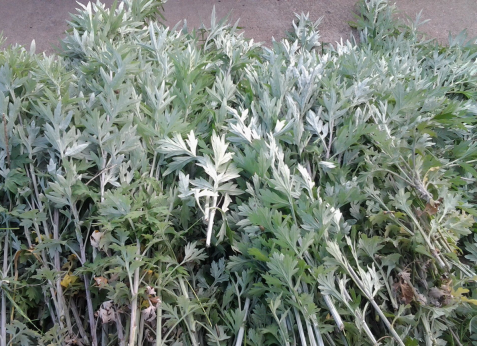 華展貓先生，端午節(jié)，垃圾分類